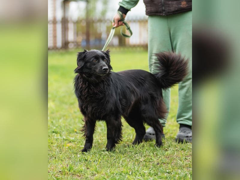 Rick-ein Plüschteddy sucht sein Zuhause