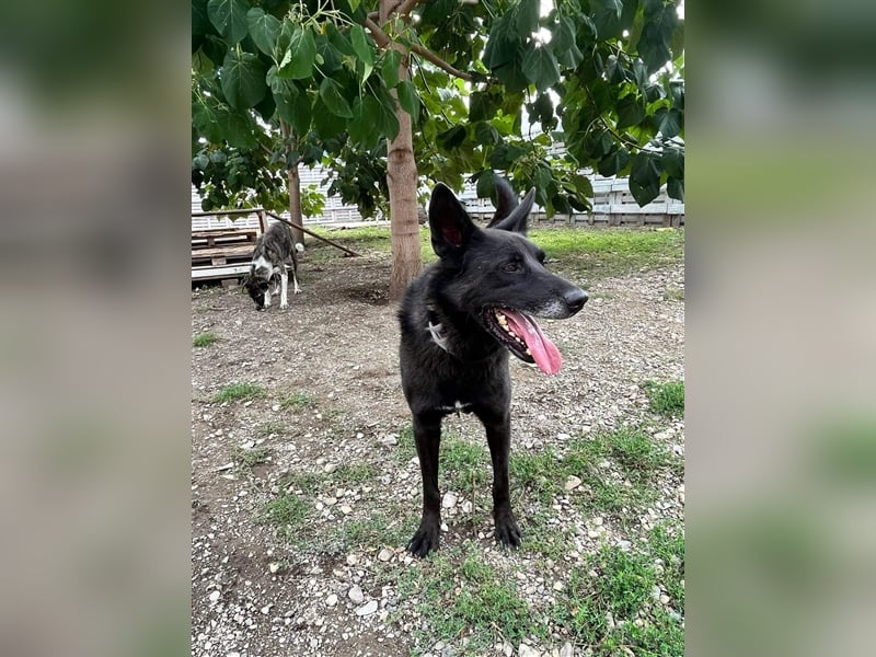 Nero - Zuhause gesucht