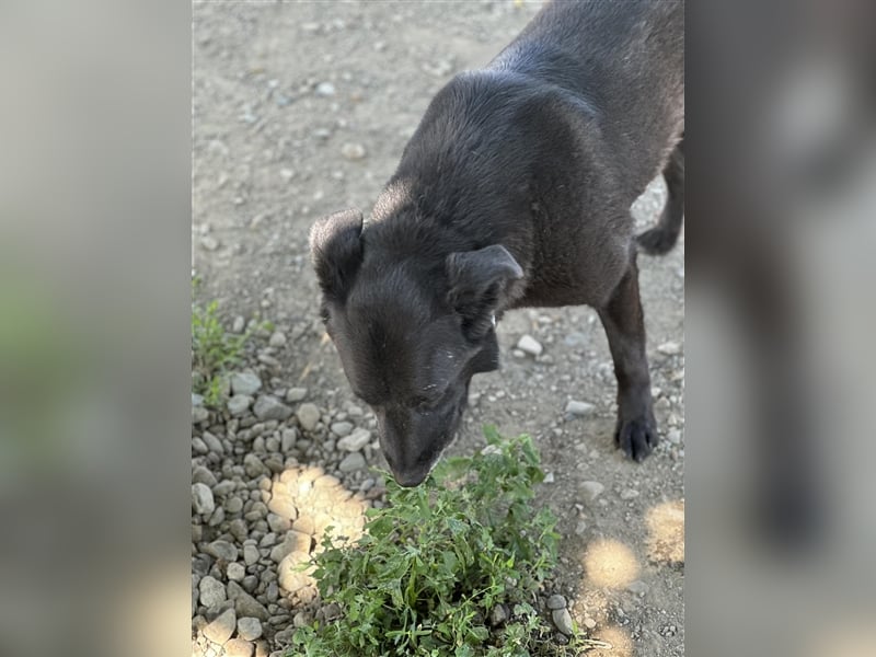Nero - Zuhause gesucht