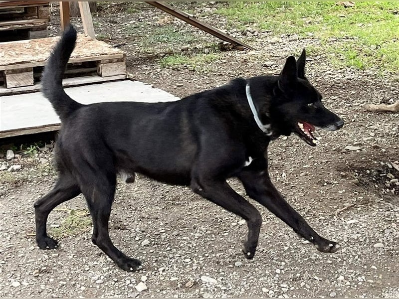 Nero - Zuhause gesucht
