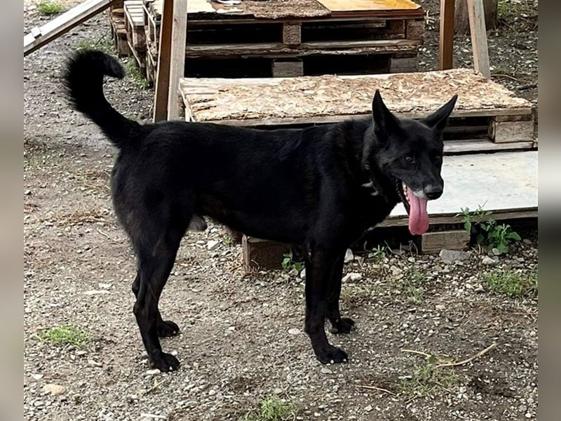 Nero - Zuhause gesucht