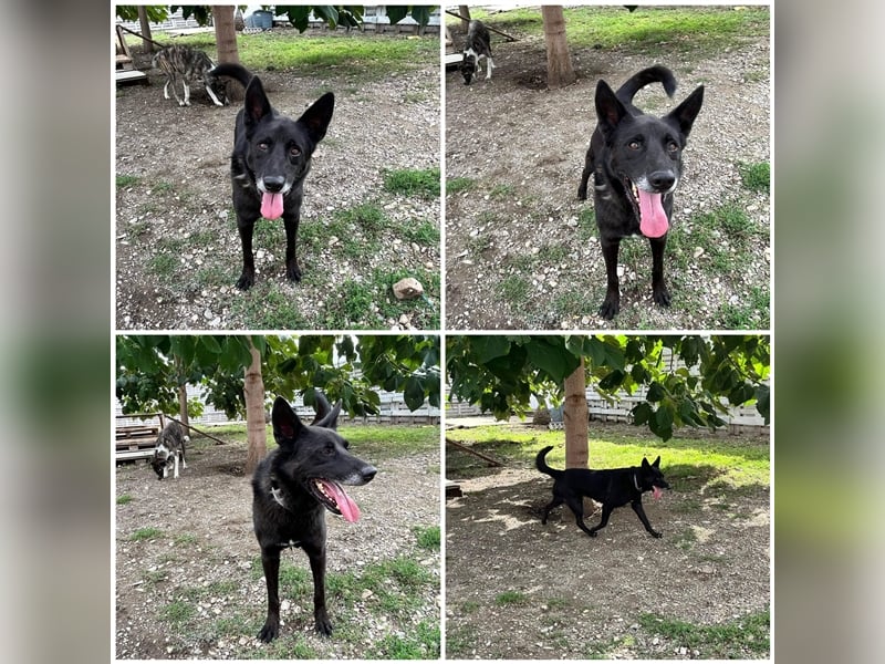 Nero - Zuhause gesucht