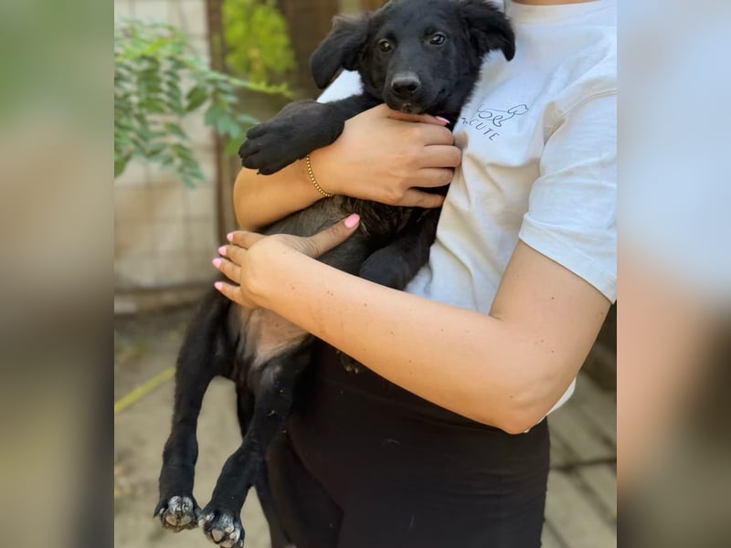 CHARLIE - junger Abenteurer sucht ein Zuhause fürs Leben