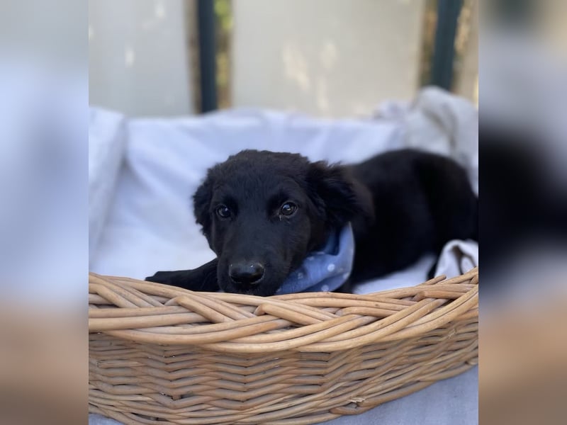 CHARLIE - junger Abenteurer sucht ein Zuhause fürs Leben