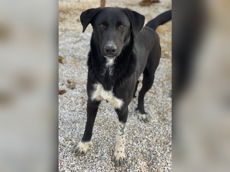 Frizelbliz, geb. ca. 03/2021, lebt in GRIECHENLAND, im städt. Tierheim Serres