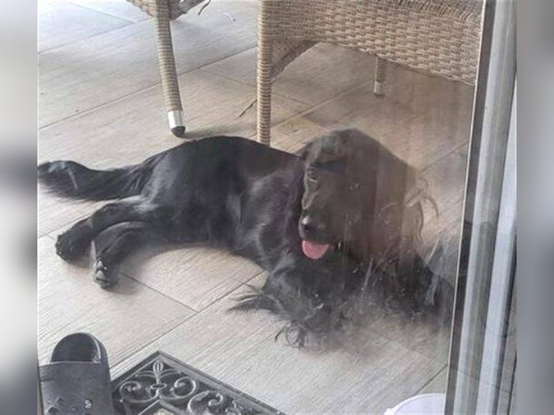 Diesel, Cockerspaniel Mischling