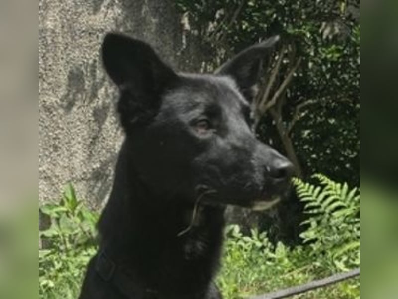 Julio, Labrador Mischling