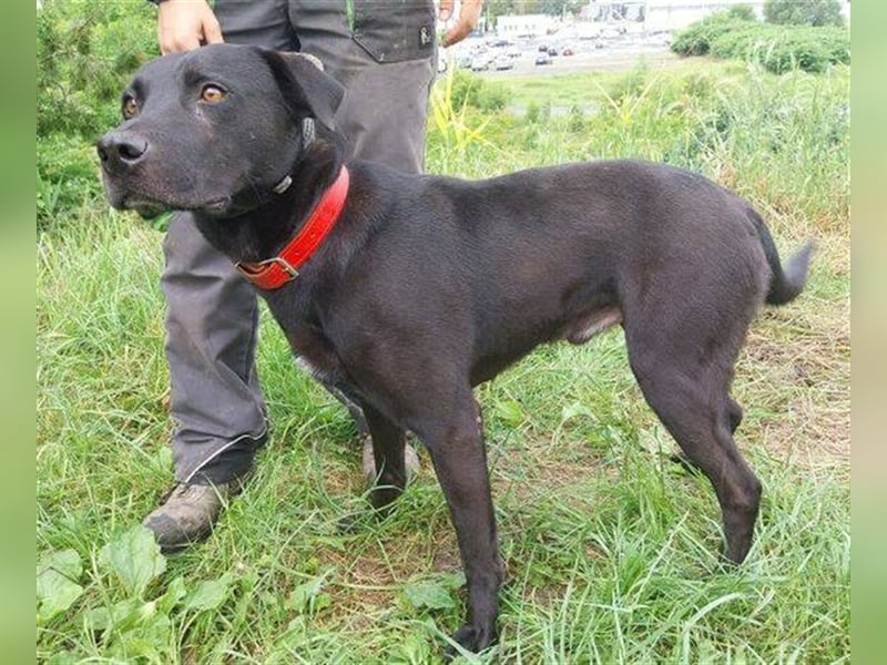 Idar, Dobermann Labrador Mischling