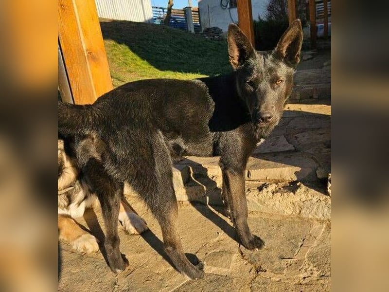 Pablo, Mischling