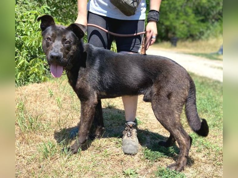 Choki, Mischling