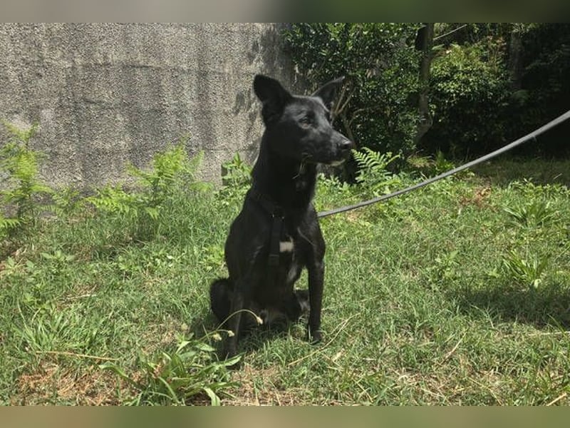 Julio, Labrador Mischling