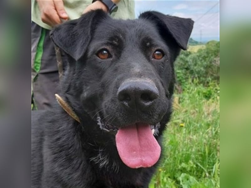 Sirius, Labrador Mischling