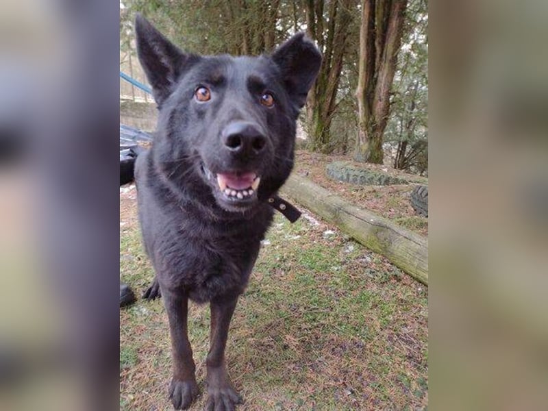 Schäferhund-Mischling ADAM musste bisher sein Leben an der Kette verbringen