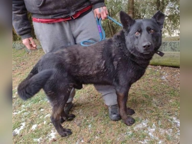Schäferhund-Mischling ADAM musste bisher sein Leben an der Kette verbringen