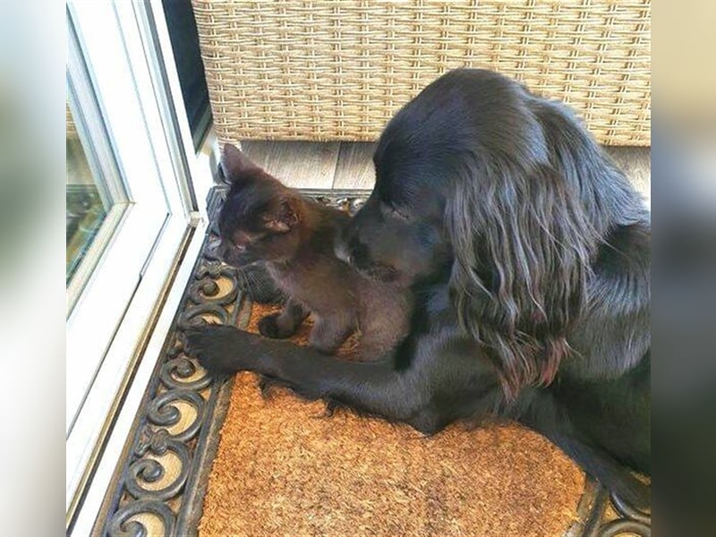 Diesel, Cockerspaniel Mischling