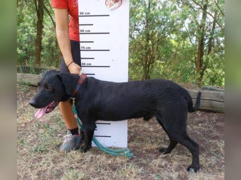 Romeo, Labrador Mischling