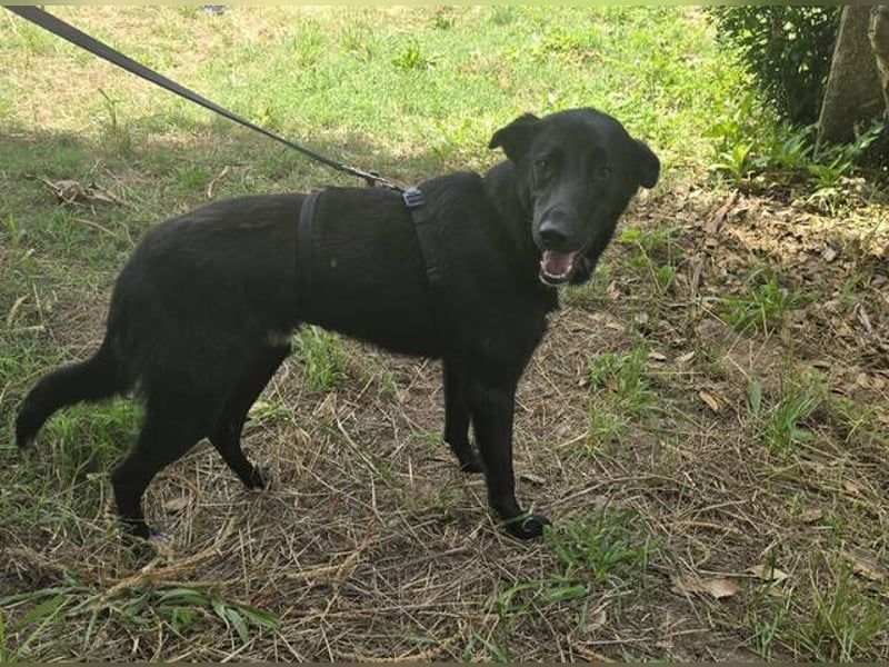Julio, Labrador Mischling