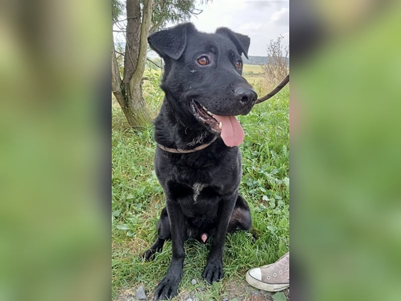 Sirius, Labrador Mischling