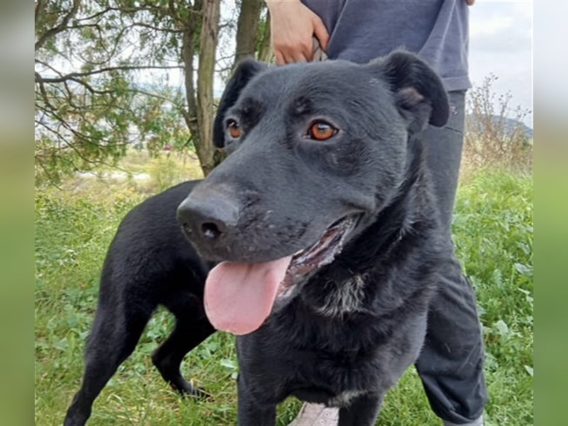 Sirius, Labrador Mischling