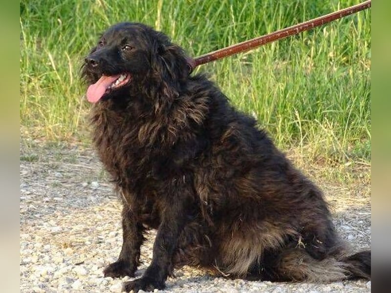 Rupert, Mischling