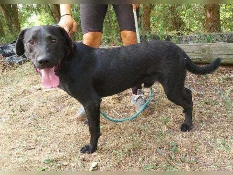 Romeo, Labrador Mischling
