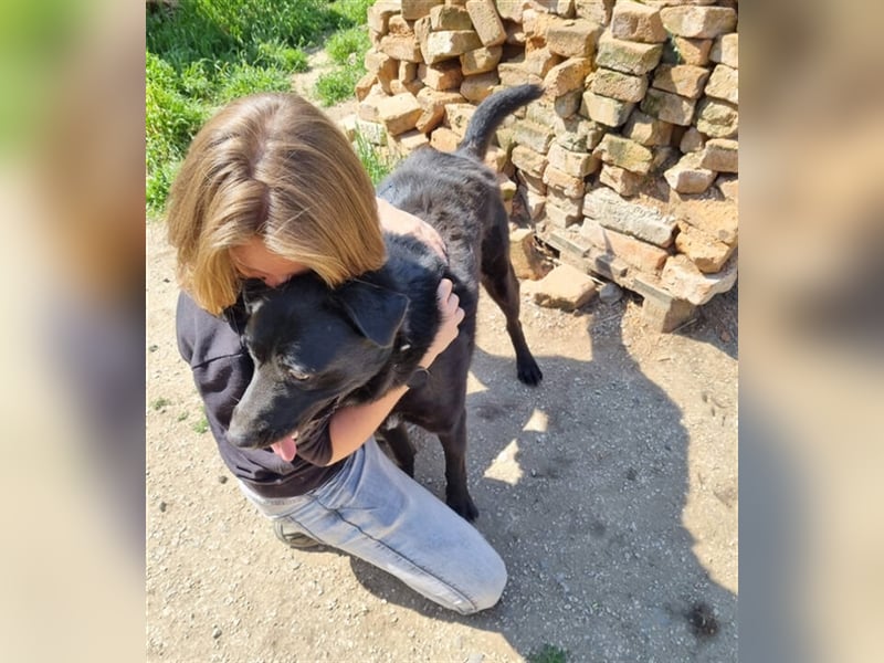 Sirius, Labrador Mischling
