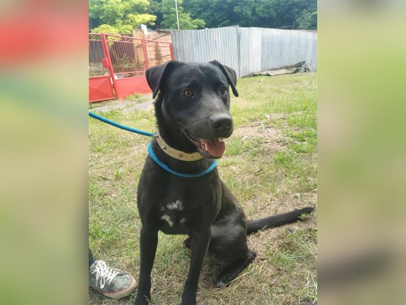 Idar, Dobermann Labrador Mischling