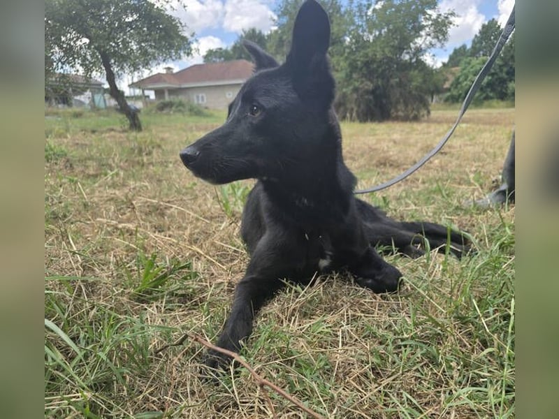 Julio, Labrador Mischling
