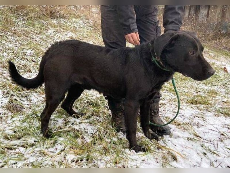 Romeo, Labrador Mischling