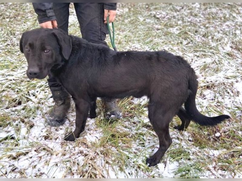 Romeo, Labrador Mischling