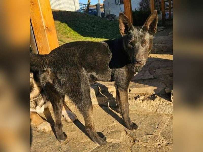 Pablo, Mischling