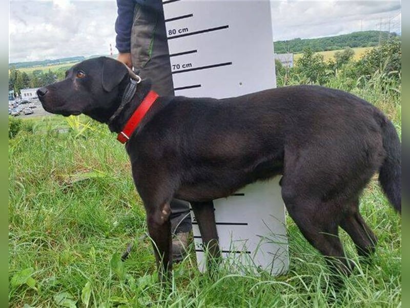 Idar, Dobermann Labrador Mischling