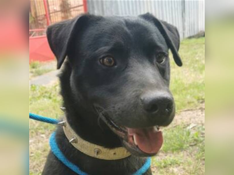 Idar, Dobermann Labrador Mischling