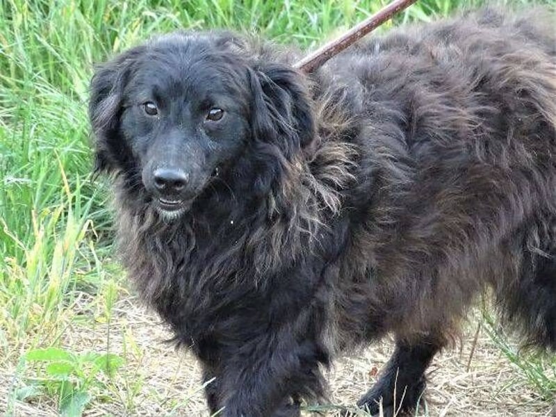 Rupert, Mischling