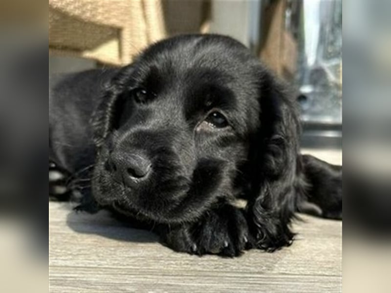Diesel, Cockerspaniel Mischling