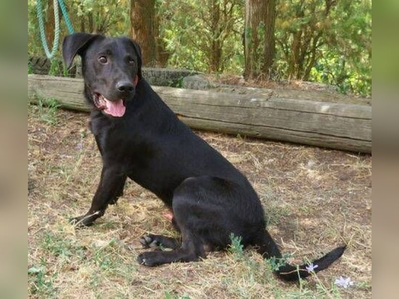Romeo, Labrador Mischling