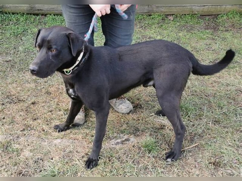 Idar, Dobermann Labrador Mischling