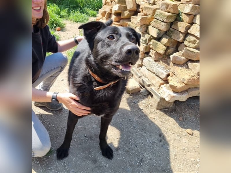 Sirius, Labrador Mischling