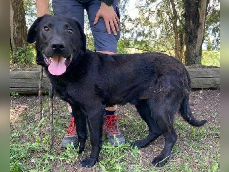 Romeo, Labrador Mischling