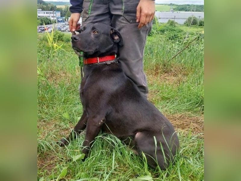 Idar, Dobermann Labrador Mischling