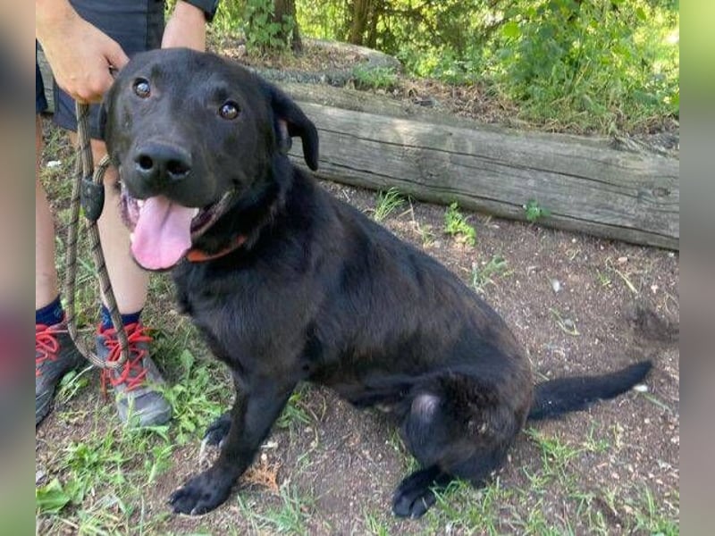 Romeo, Labrador Mischling