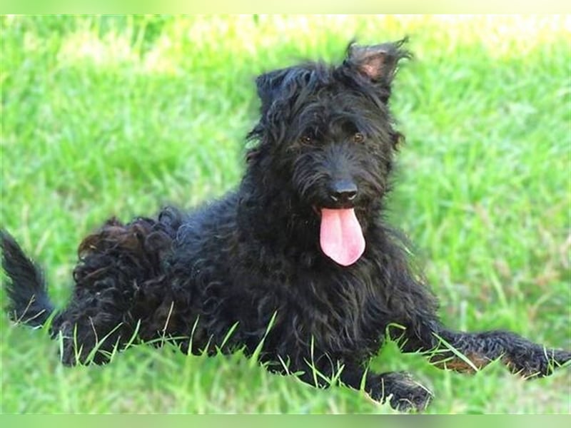 Bobby, Mischling