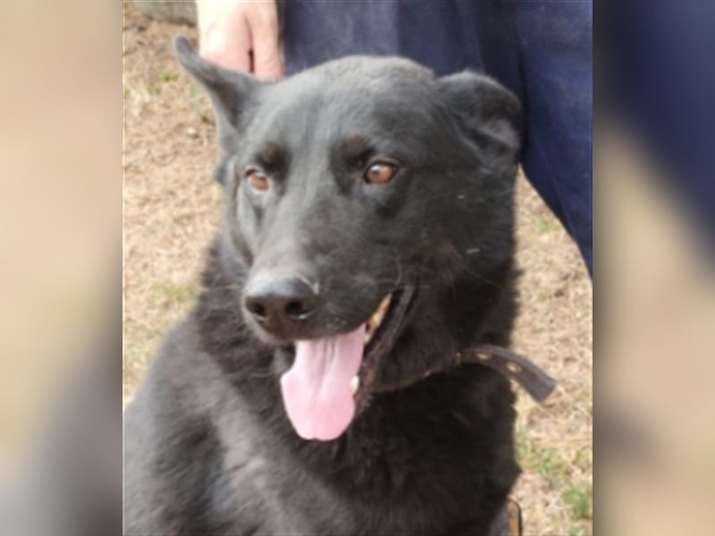 Schäferhund-Mischling ADAM musste bisher sein Leben an der Kette verbringen