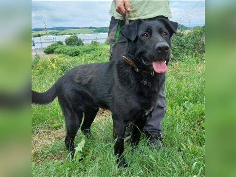 Sirius, Labrador Mischling