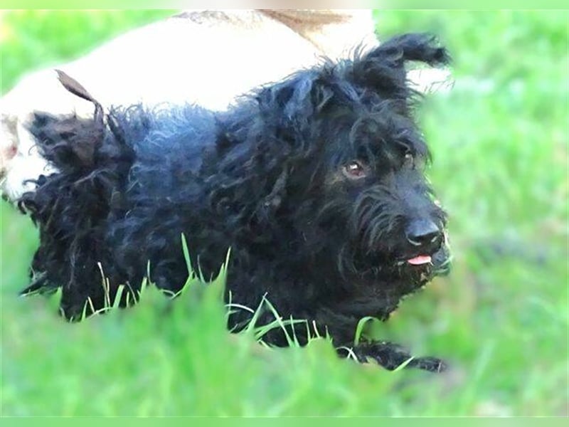 Bobby, Mischling
