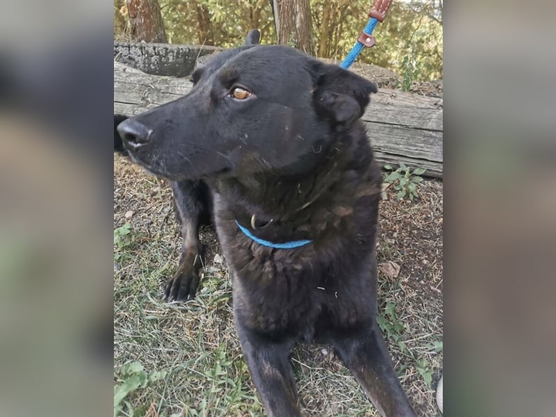 Schäferhund-Mischling ADAM musste bisher sein Leben an der Kette verbringen