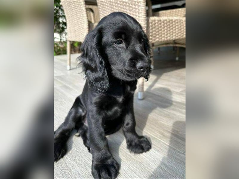 Diesel, Cockerspaniel Mischling