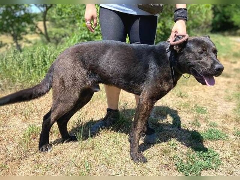 Choki, Mischling
