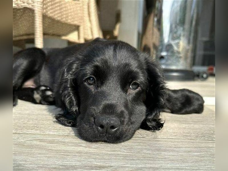 Diesel, Cockerspaniel Mischling