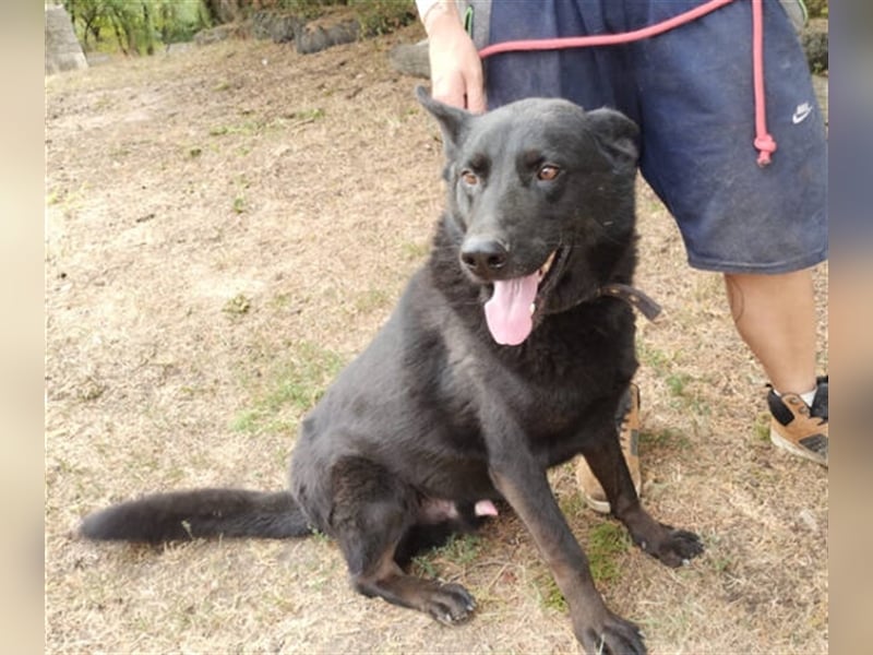 Schäferhund-Mischling ADAM musste bisher sein Leben an der Kette verbringen